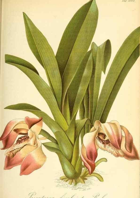 Reproducción/Reproduction 49716226258: Gartenflora.. Erlangen :F. Enke,1852-1940.. 