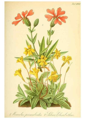 Reproducción/Reproduction 49716766921: Gartenflora.. Erlangen :F. Enke,1852-1940.. 