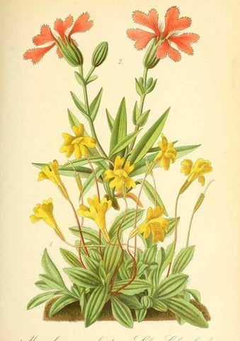 Reproducción/Reproduction 49716766921: Gartenflora.. Erlangen :F. Enke,1852-1940.. 