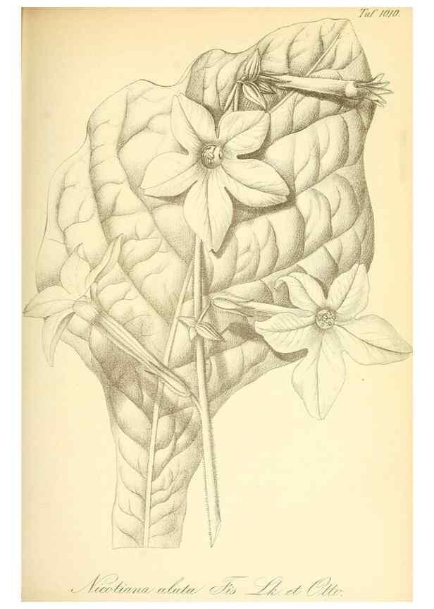 Reproducción/Reproduction 49717082297: Gartenflora.. Erlangen :F. Enke,1852-1940.. 