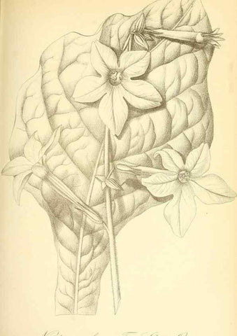 Reproducción/Reproduction 49717082297: Gartenflora.. Erlangen :F. Enke,1852-1940.. 