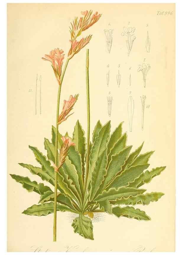 Reproducción/Reproduction 49717077842: Gartenflora.. Erlangen :F. Enke,1852-1940.. 