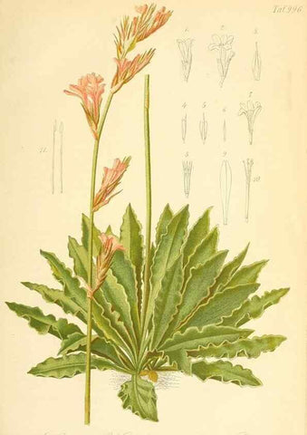 Reproducción/Reproduction 49717077842: Gartenflora.. Erlangen :F. Enke,1852-1940.. 