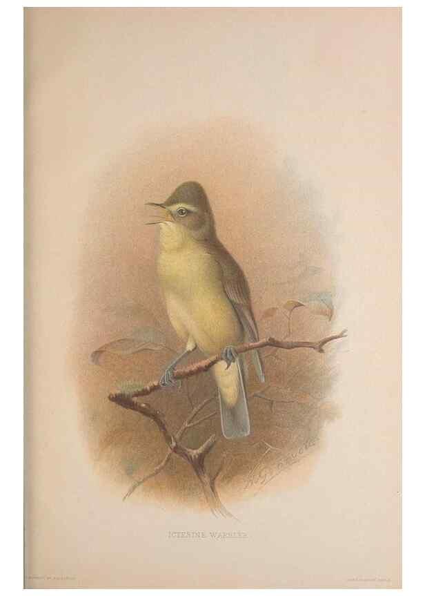 Reproducción/Reproduction 49717060677: The British warblers :. London :R.H. Porter ...,1907-1914.. 
