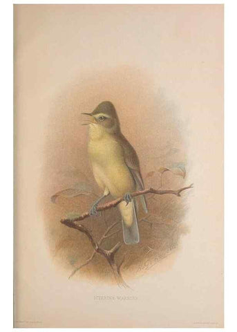 Reproducción/Reproduction 49717060677: The British warblers :. London :R.H. Porter ...,1907-1914.. 