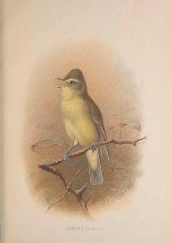 Reproducción/Reproduction 49717060677: The British warblers :. London :R.H. Porter ...,1907-1914.. 