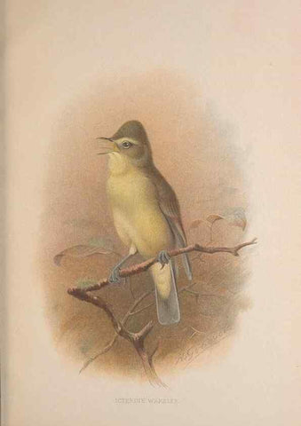 Reproducción/Reproduction 49717060677: The British warblers :. London :R.H. Porter ...,1907-1914.. 