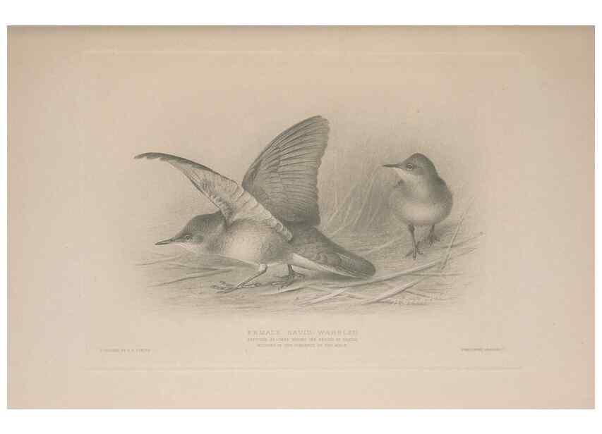 Reproducción/Reproduction 49716745786: The British warblers :. London :R.H. Porter ...,1907-1914.. 