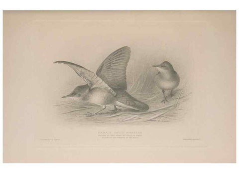 Reproducción/Reproduction 49716745786: The British warblers :. London :R.H. Porter ...,1907-1914.. 