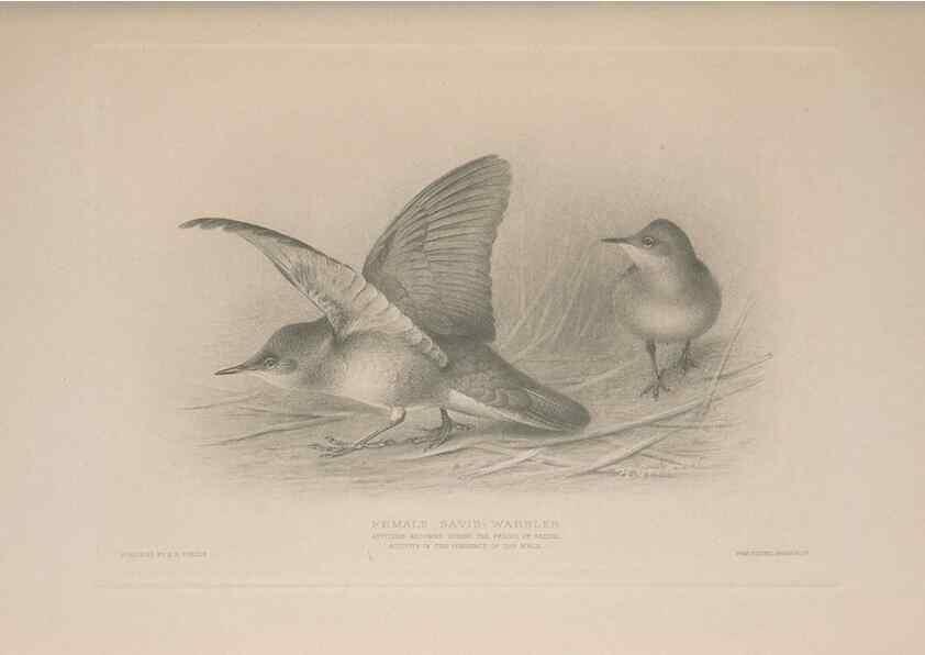 Reproducción/Reproduction 49716745786: The British warblers :. London :R.H. Porter ...,1907-1914.. 