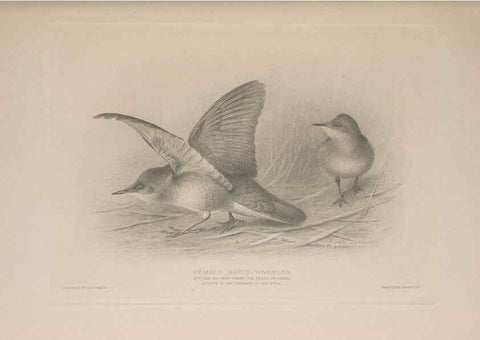 Reproducción/Reproduction 49716745786: The British warblers :. London :R.H. Porter ...,1907-1914.. 