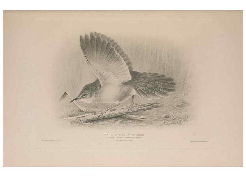 Reproducción/Reproduction 49716204653: The British warblers :. London :R.H. Porter ...,1907-1914.. 
