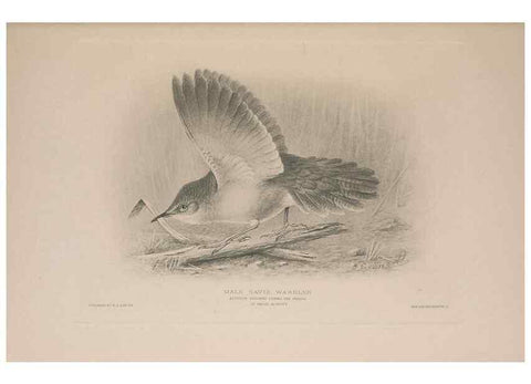 Reproducción/Reproduction 49716204653: The British warblers :. London :R.H. Porter ...,1907-1914.. 