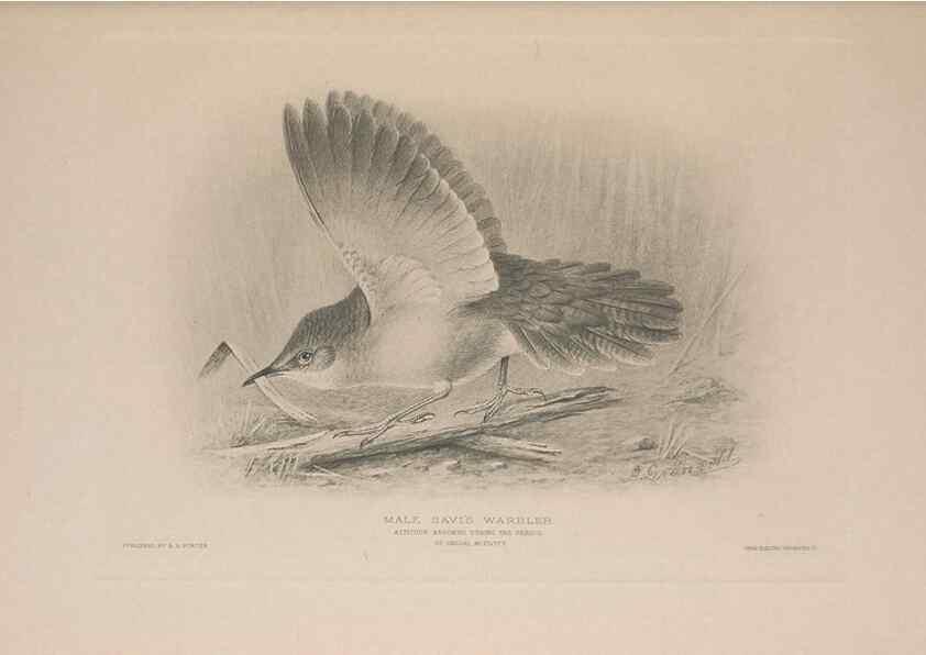 Reproducción/Reproduction 49716204653: The British warblers :. London :R.H. Porter ...,1907-1914.. 