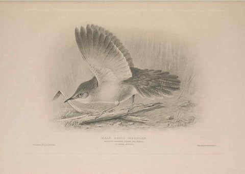 Reproducción/Reproduction 49716204653: The British warblers :. London :R.H. Porter ...,1907-1914.. 