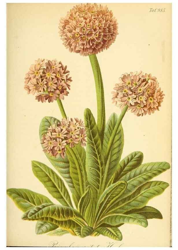Reproducción/Reproduction 49716613511: Gartenflora.. Erlangen :F. Enke,1852-1940.. 