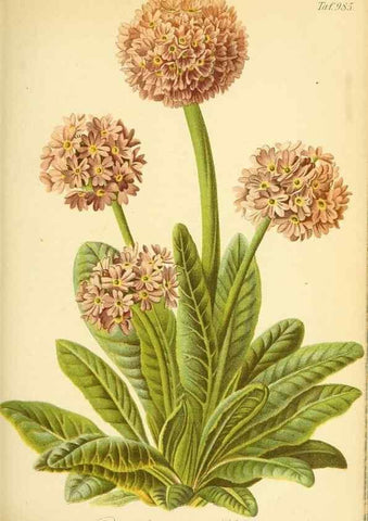 Reproducción/Reproduction 49716613511: Gartenflora.. Erlangen :F. Enke,1852-1940.. 