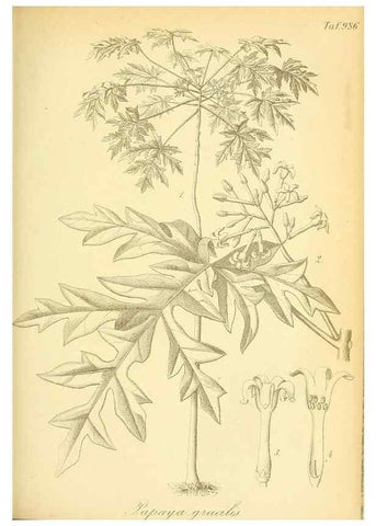Reproducción/Reproduction 49716073798: Gartenflora.. Erlangen :F. Enke,1852-1940.. 