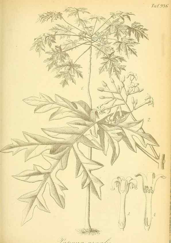 Reproducción/Reproduction 49716073798: Gartenflora.. Erlangen :F. Enke,1852-1940.. 