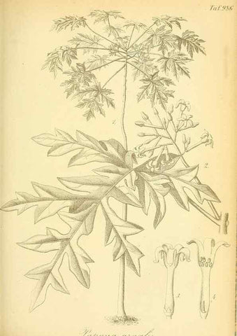 Reproducción/Reproduction 49716073798: Gartenflora.. Erlangen :F. Enke,1852-1940.. 
