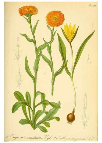 Reproducción/Reproduction 49716928337: Gartenflora.. Erlangen :F. Enke,1852-1940.. 