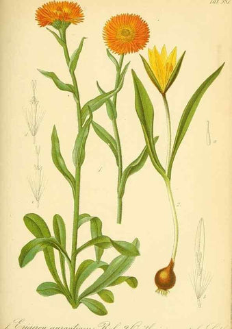 Reproducción/Reproduction 49716928337: Gartenflora.. Erlangen :F. Enke,1852-1940.. 