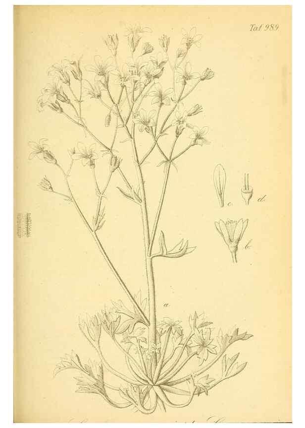 Reproducción/Reproduction 49716074398: Gartenflora.. Erlangen :F. Enke,1852-1940.. 