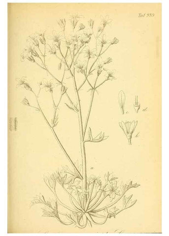 Reproducción/Reproduction 49716074398: Gartenflora.. Erlangen :F. Enke,1852-1940.. 