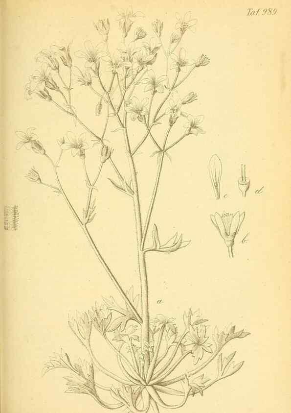 Reproducción/Reproduction 49716074398: Gartenflora.. Erlangen :F. Enke,1852-1940.. 