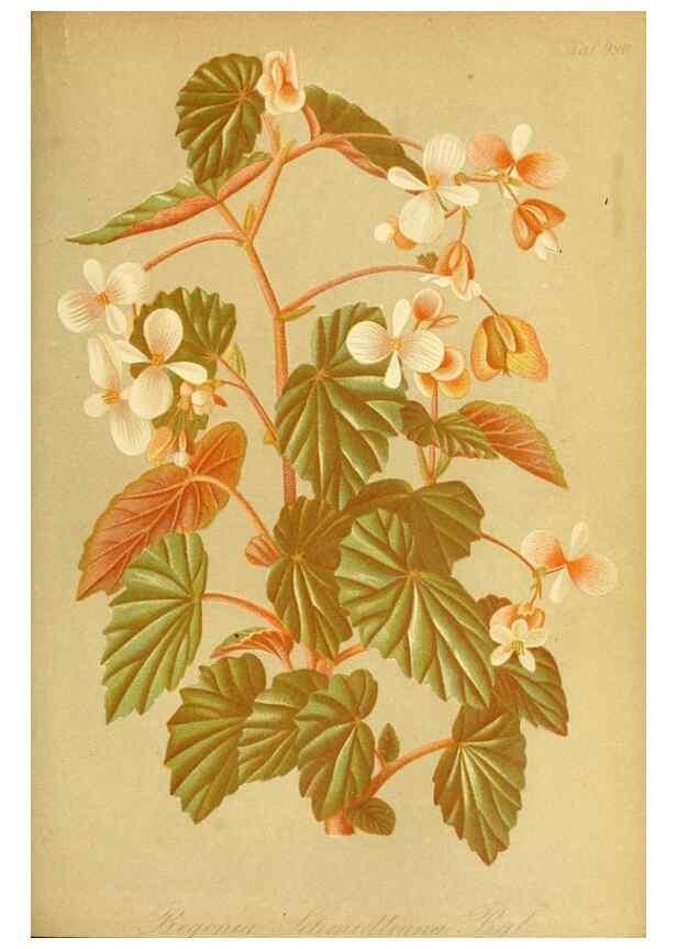 Reproducción/Reproduction 49716614786: Gartenflora.. Erlangen :F. Enke,1852-1940.. 