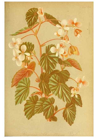 Reproducción/Reproduction 49716614786: Gartenflora.. Erlangen :F. Enke,1852-1940.. 