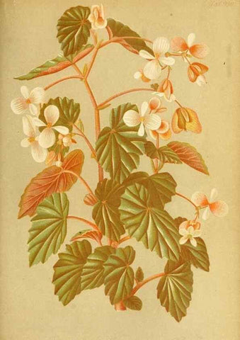 Reproducción/Reproduction 49716614786: Gartenflora.. Erlangen :F. Enke,1852-1940.. 