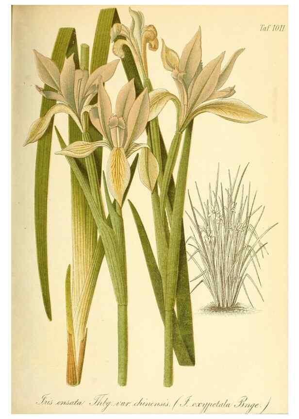 Reproducción/Reproduction 49717082802: Gartenflora.. Erlangen :F. Enke,1852-1940.. 