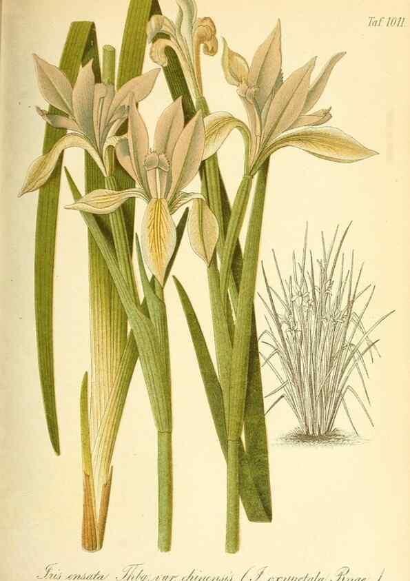 Reproducción/Reproduction 49717082802: Gartenflora.. Erlangen :F. Enke,1852-1940.. 