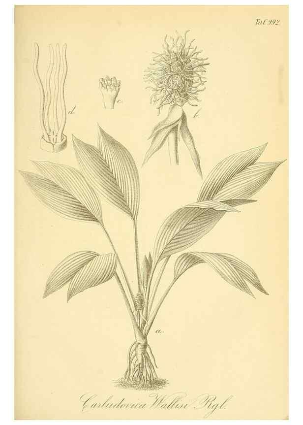 Reproducción/Reproduction 49716075228: Gartenflora.. Erlangen :F. Enke,1852-1940.. 
