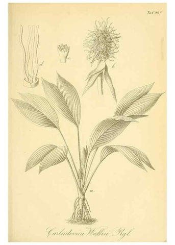Reproducción/Reproduction 49716075228: Gartenflora.. Erlangen :F. Enke,1852-1940.. 