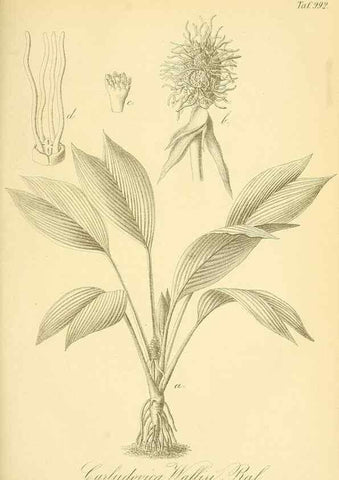 Reproducción/Reproduction 49716075228: Gartenflora.. Erlangen :F. Enke,1852-1940.. 