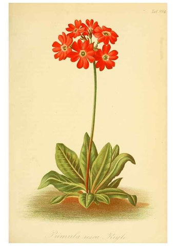 Reproducción/Reproduction 49716929967: Gartenflora.. Erlangen :F. Enke,1852-1940.. 
