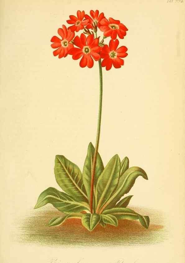 Reproducción/Reproduction 49716929967: Gartenflora.. Erlangen :F. Enke,1852-1940.. 