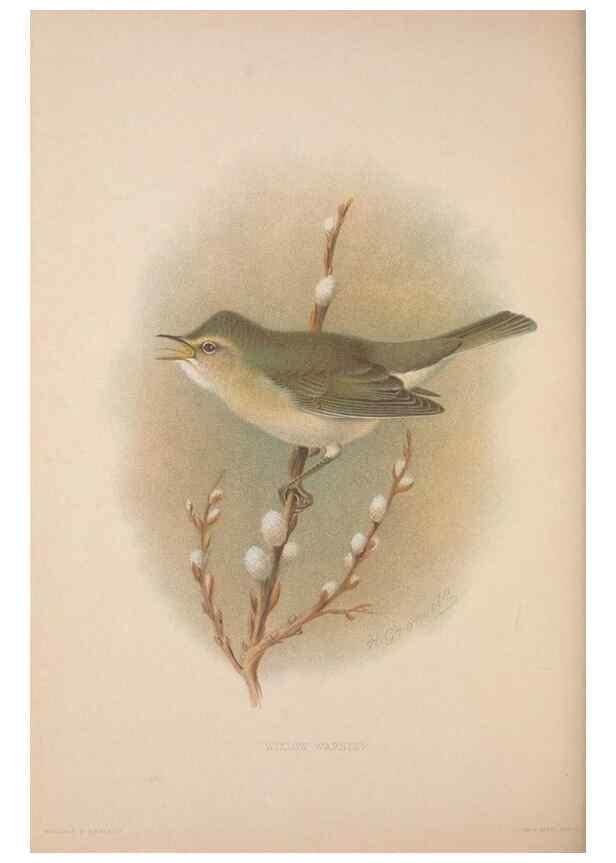 Reproducción/Reproduction 49716744256: The British warblers :. London :R.H. Porter ...,1907-1914.. 