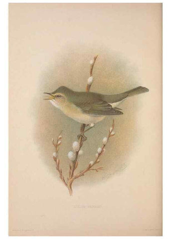 Reproducción/Reproduction 49716744256: The British warblers :. London :R.H. Porter ...,1907-1914.. 