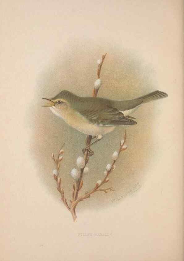 Reproducción/Reproduction 49716744256: The British warblers :. London :R.H. Porter ...,1907-1914.. 