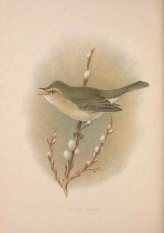 Reproducción/Reproduction 49716744256: The British warblers :. London :R.H. Porter ...,1907-1914.. 