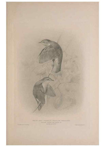 Reproducción/Reproduction 49716744571: The British warblers :. London :R.H. Porter ...,1907-1914.. 