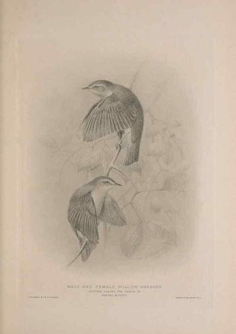 Reproducción/Reproduction 49716744571: The British warblers :. London :R.H. Porter ...,1907-1914.. 