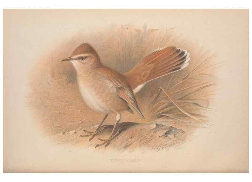 Reproducción/Reproduction 49716744831: The British warblers :. London :R.H. Porter ...,1907-1914.. 