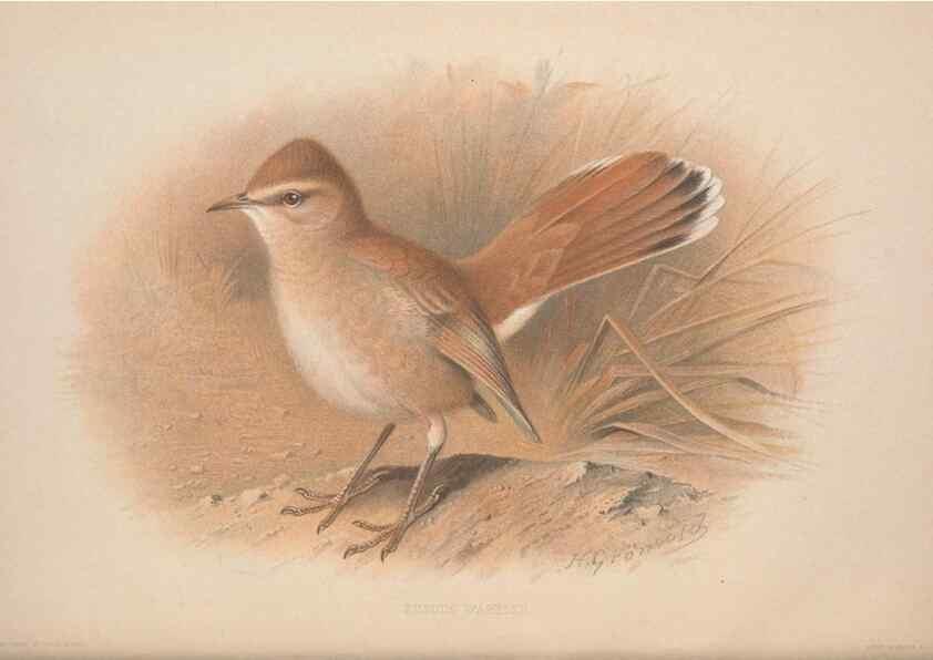Reproducción/Reproduction 49716744831: The British warblers :. London :R.H. Porter ...,1907-1914.. 