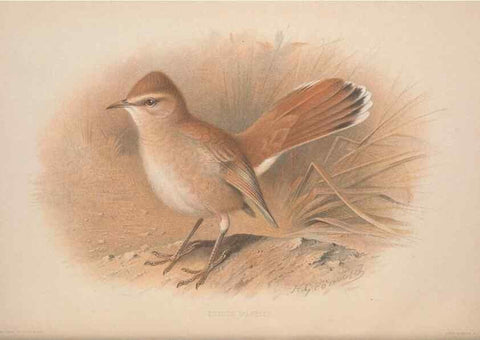 Reproducción/Reproduction 49716744831: The British warblers :. London :R.H. Porter ...,1907-1914.. 