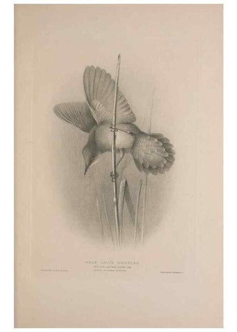 Reproducción/Reproduction 49717059972: The British warblers :. London :R.H. Porter ...,1907-1914.. 