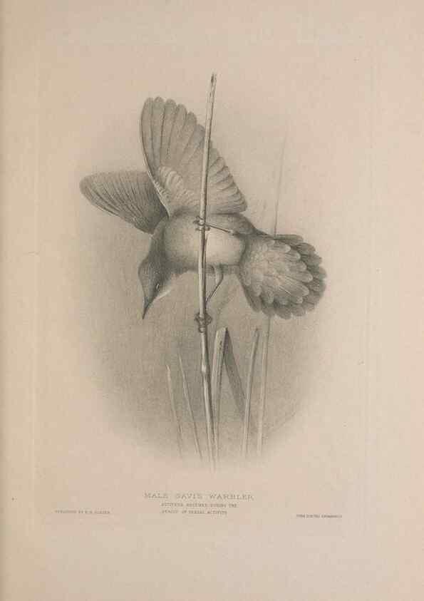 Reproducción/Reproduction 49717059972: The British warblers :. London :R.H. Porter ...,1907-1914.. 